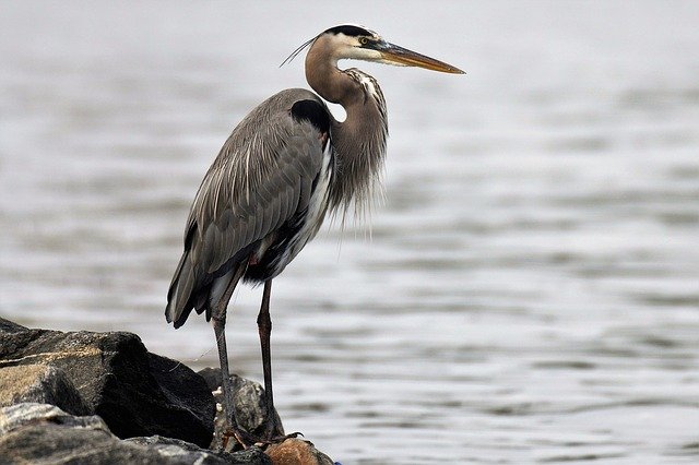 stock image of a heron