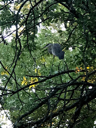 the heron i saw at the creek